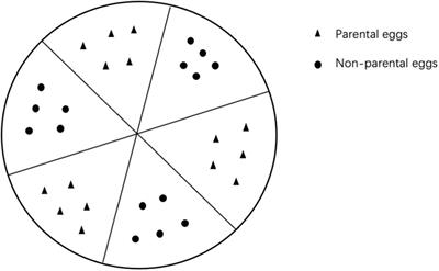 Parental Sex and Not Kinship Determines Egg Cannibalism in Arma custos Fallou (Hemiptera: Pentatomidae: Asopinae)